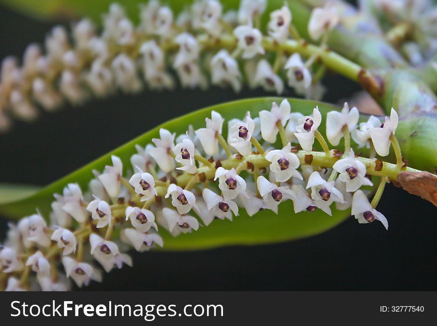 Eria floribunda Rare species wild orchids in forest of Thailand, This was shoot in the wild nature