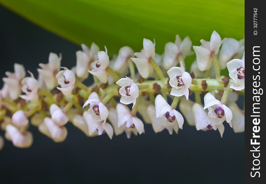 Wild orchids in forest of Thailand