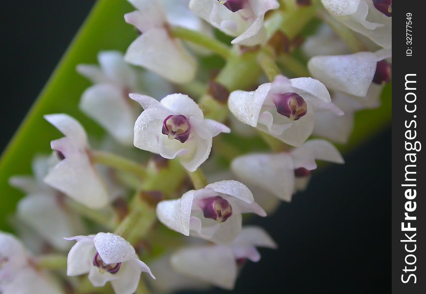 Eria floribunda Rare species wild orchids in forest of Thailand, This was shoot in the wild nature