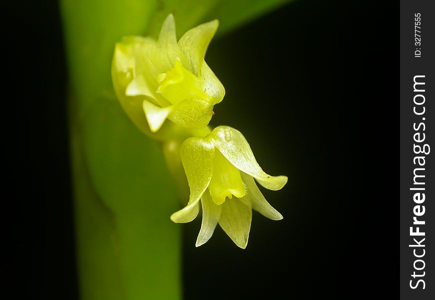 Eria biflora Rare species wild orchids in forest of Thailand, This was shoot in the wild nature