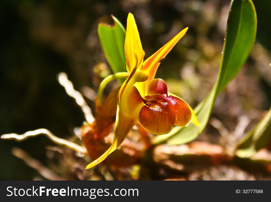 Epigeneium nakaharaei Rare species wild orchids in forest of Thailand, This was shoot in the wild nature