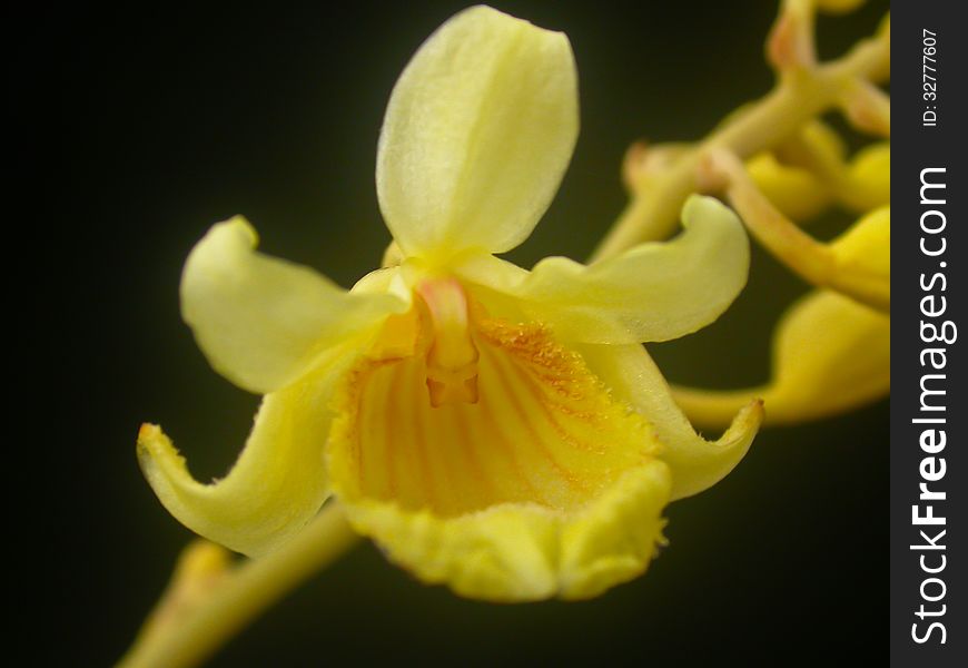 Galiola sp. Rare species wild orchids in forest of Thailand, This was shoot in the wild nature