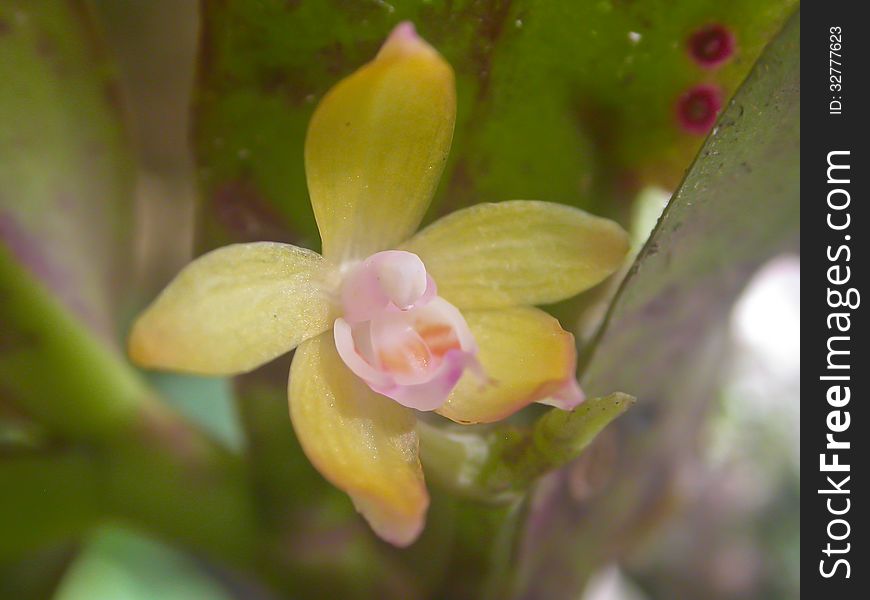 Wild Orchids In Forest Of Thailand