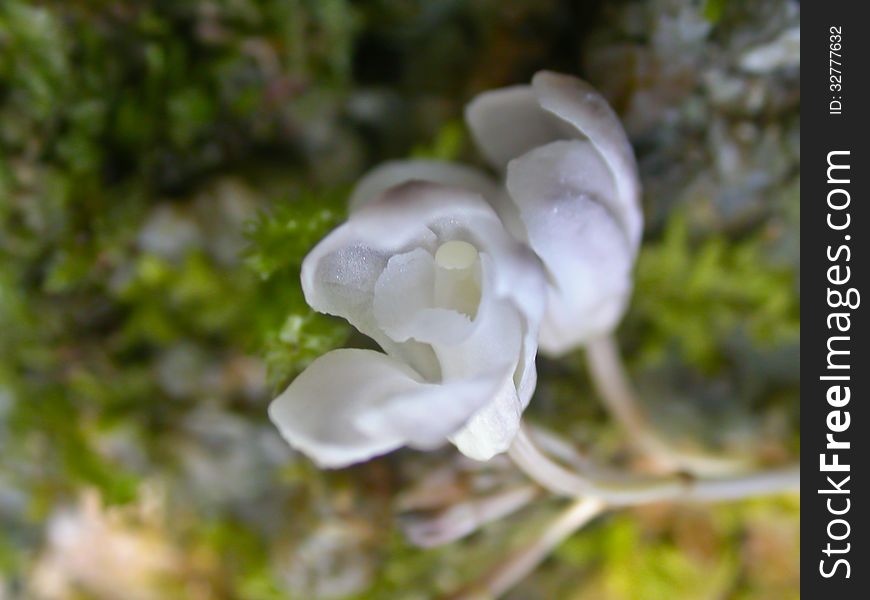 Didymoplexis pallens Rare species wild orchids in forest of Thailand, This was shoot in the wild nature