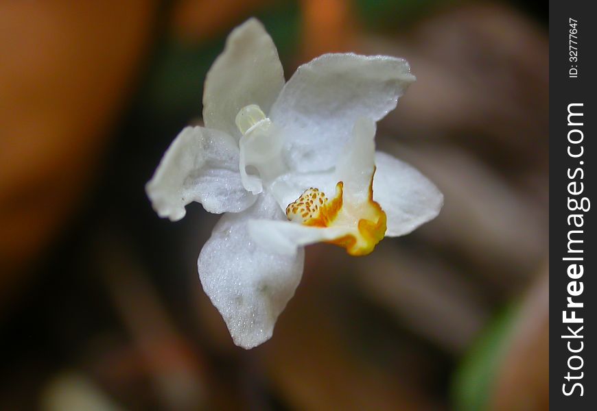 Didymoplexiopsis khiriwongensis Rare species wild orchids in forest of Thailand, This was shoot in the wild nature