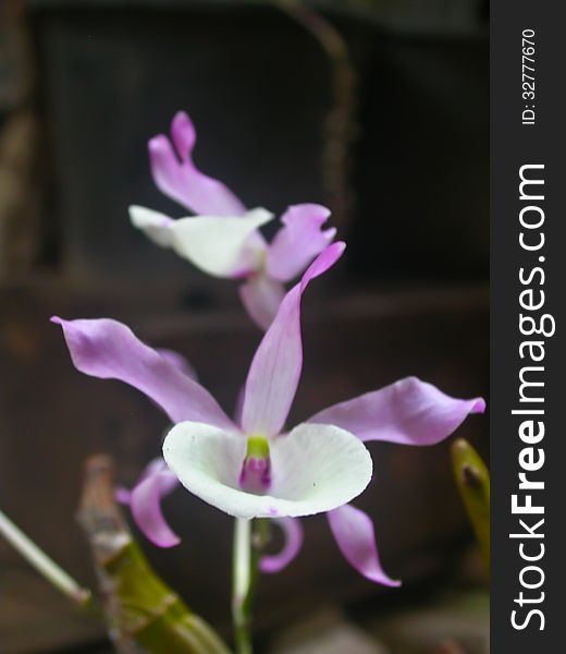 Dendrobium tortile Rare species wild orchids in forest of Thailand, This was shoot in the wild nature