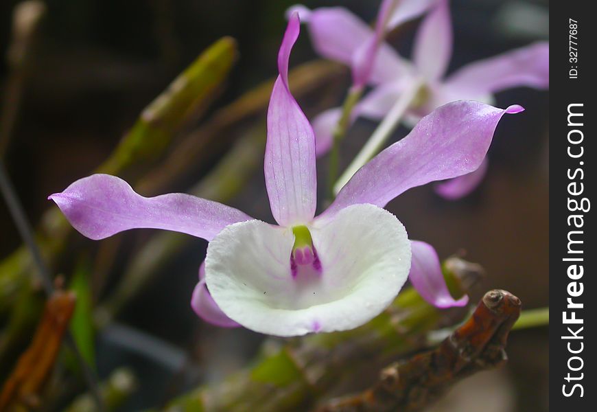 Dendrobium tortile Rare species wild orchids in forest of Thailand, This was shoot in the wild nature
