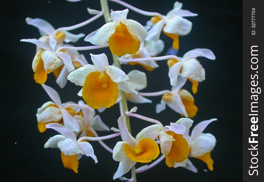 Dendrobium thyrsiflorum Rare species wild orchids in forest of Thailand, This was shoot in the wild nature