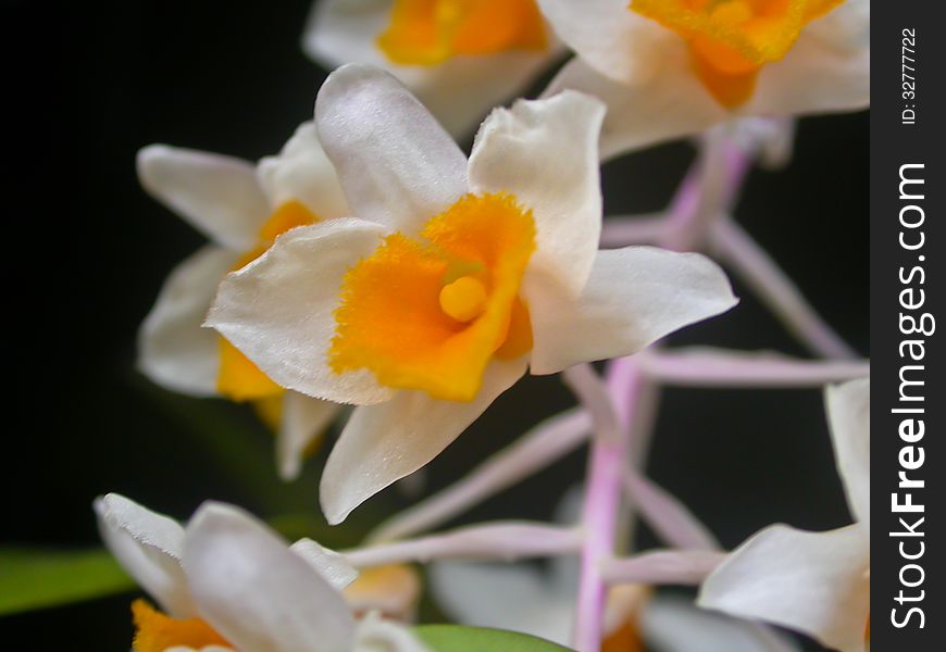 Dendrobium thyrsiflorum Rare species wild orchids in forest of Thailand, This was shoot in the wild nature