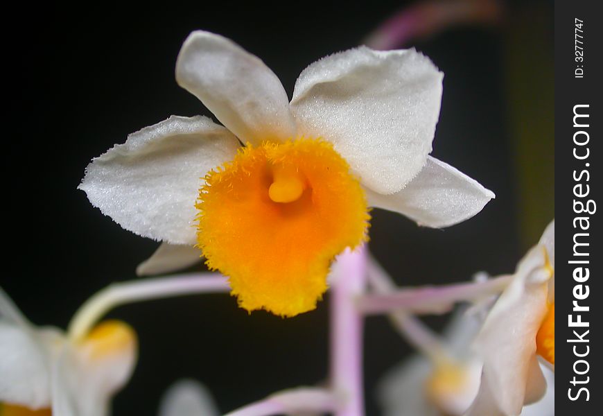 Dendrobium thyrsiflorum Rare species wild orchids in forest of Thailand, This was shoot in the wild nature