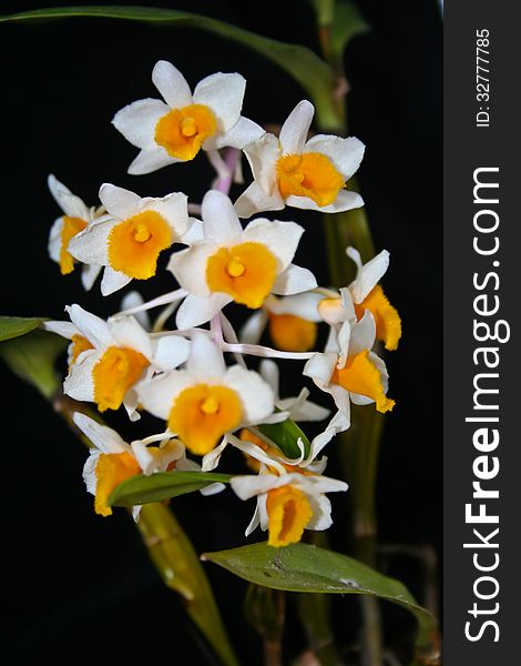 Dendrobium thyrsiflorum Rare species wild orchids in forest of Thailand, This was shoot in the wild nature