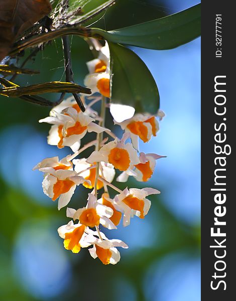 Dendrobium thyrsiflorum Rare species wild orchids in forest of Thailand, This was shoot in the wild nature