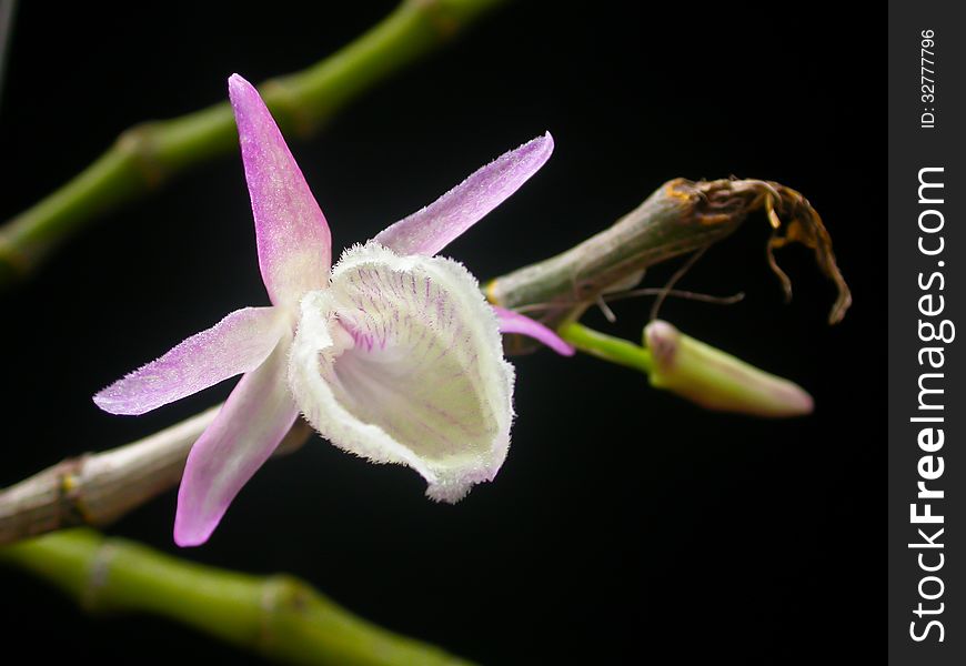 Dendrobium primulinum Rare species wild orchids in forest of Thailand, This was shoot in the wild nature