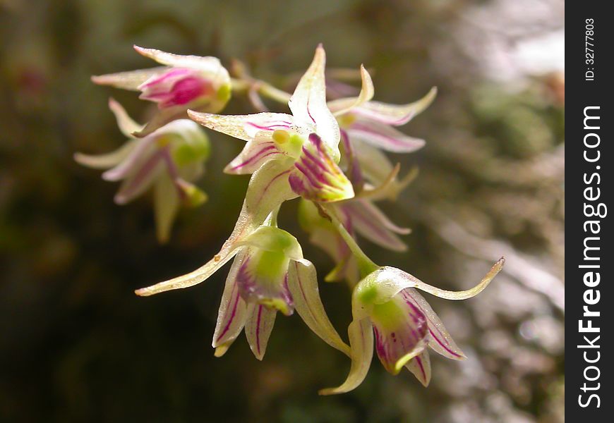 Dendrobium porphyrochilum Rare species wild orchids in forest of Thailand, This was shoot in the wild nature