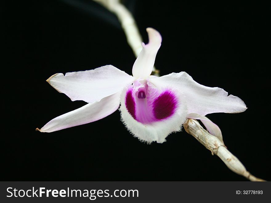 Dendrobium anosmum Rare species wild orchids in forest of Thailand, This was shoot in the wild nature