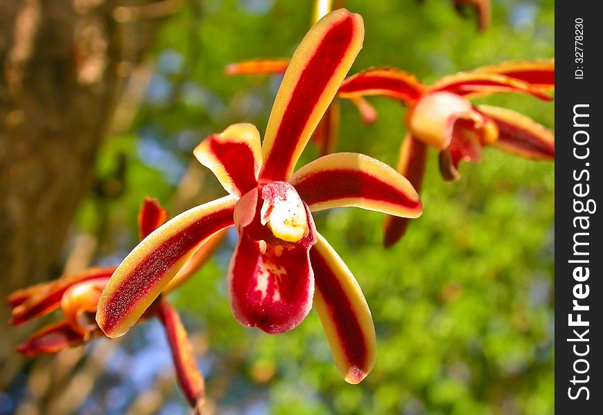 Cymbidium bicolor Rare species wild orchids in forest of Thailand, This was shoot in the wild nature