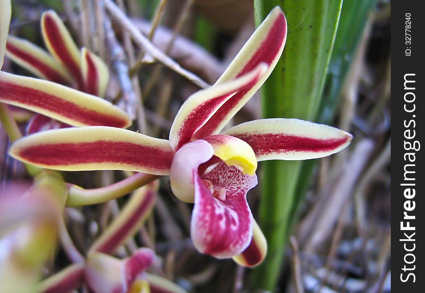 Cymbidium bicolor Rare species wild orchids in forest of Thailand, This was shoot in the wild nature