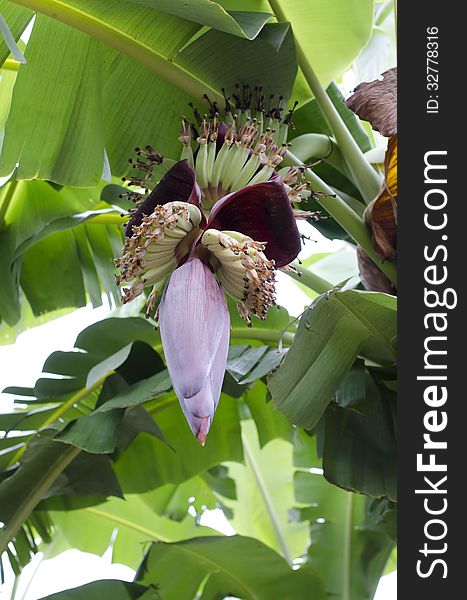 Banana blossom green in thailand