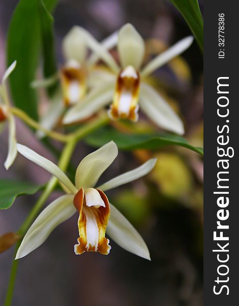 Coelogyne trinervis Rare species wild orchids in forest of Thailand, This was shoot in the wild nature