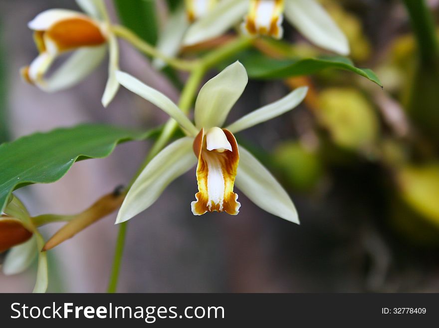 Wild Orchids In Forest Of Thailand