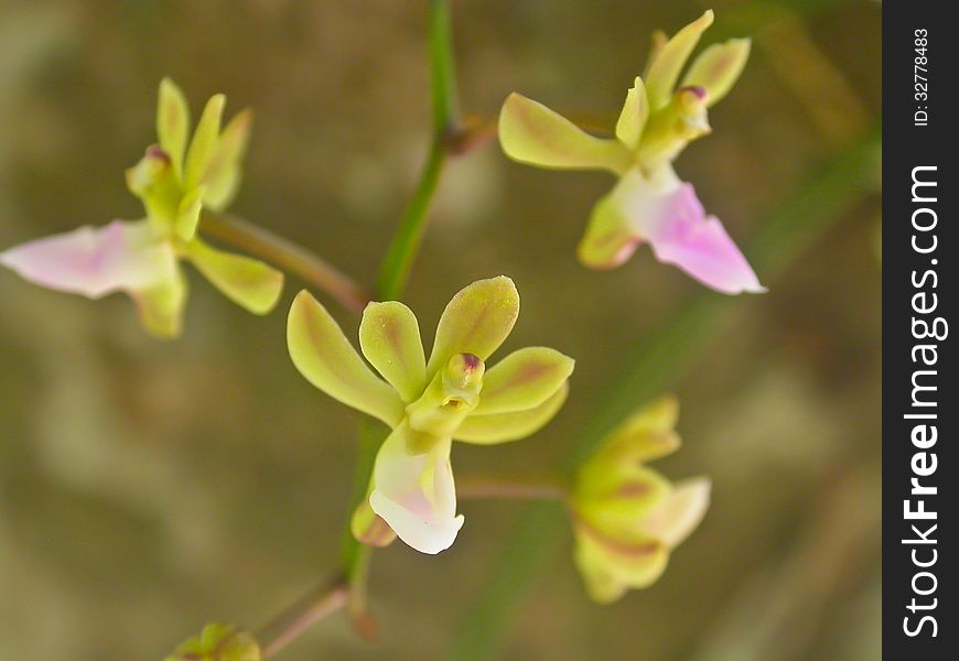 Wild Orchids In Forest Of Thailand