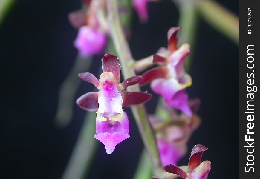 Cleisostoma rolfeanum Rare species wild orchids in forest of Thailand, This was shoot in the wild nature