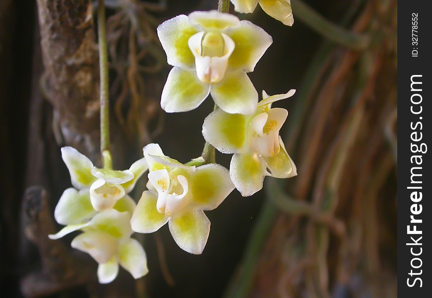 Chiloschista viridiflava Rare species wild orchids in forest of Thailand, This was shoot in the wild nature