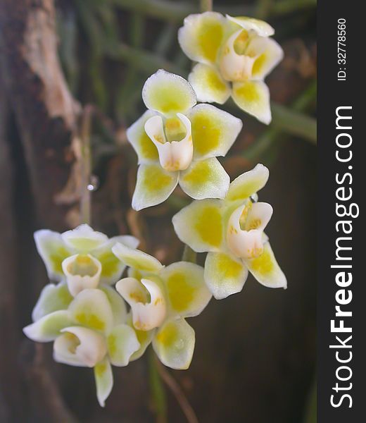 Chiloschista viridiflava Rare species wild orchids in forest of Thailand, This was shoot in the wild nature