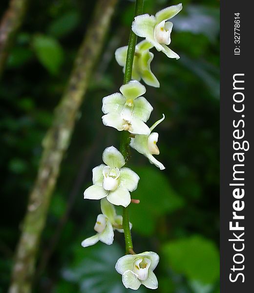Chiloschista exuperei Rare species wild orchids in forest of Thailand, This was shoot in the wild nature