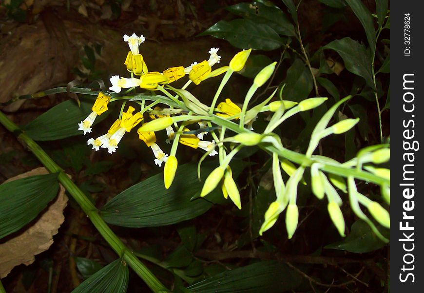 Wild Orchids In Forest Of Thailand