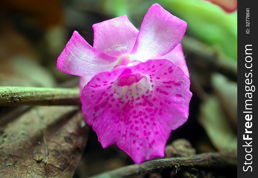 Calanthe labrosa Rare species wild orchids in forest of Thailand, This was shoot in the wild nature