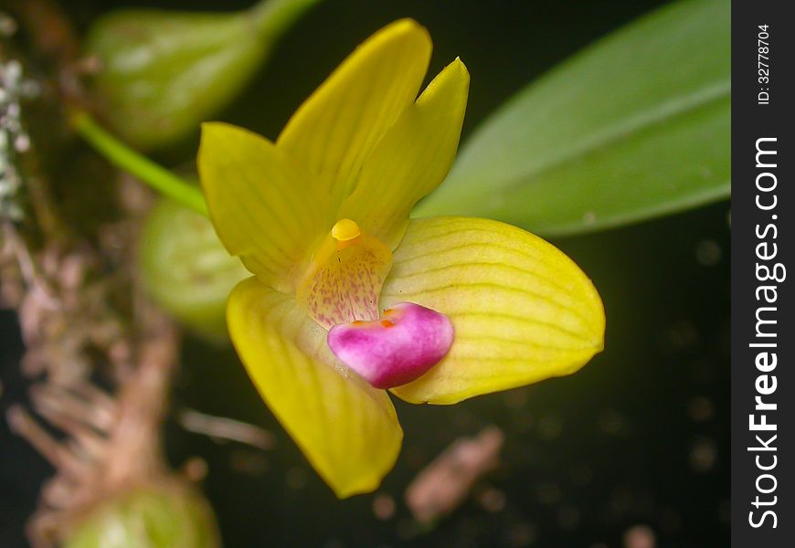 New record species in thailand,Bulbophyllum sillemianum Rare species wild orchids in forest of Thailand, This was shoot in the wild nature