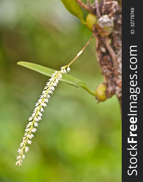 Bulbophyllum parviflorum Rare species wild orchids in forest of Thailand, This was shoot in the wild nature
