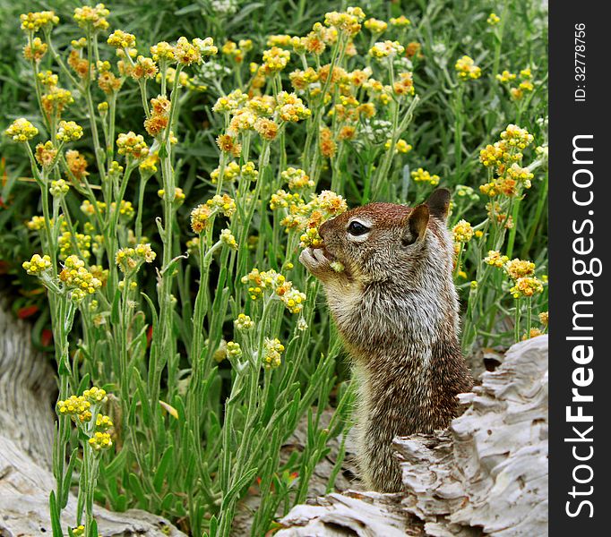California ground squirrel (Otospermophilus beecheyi) gnawing wild flowers in California shoreline