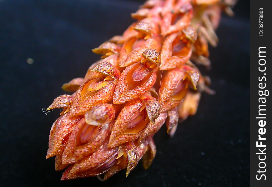 Bulbophyllum morphologorum Rare species wild orchids in forest of Thailand, This was shoot in the wild nature