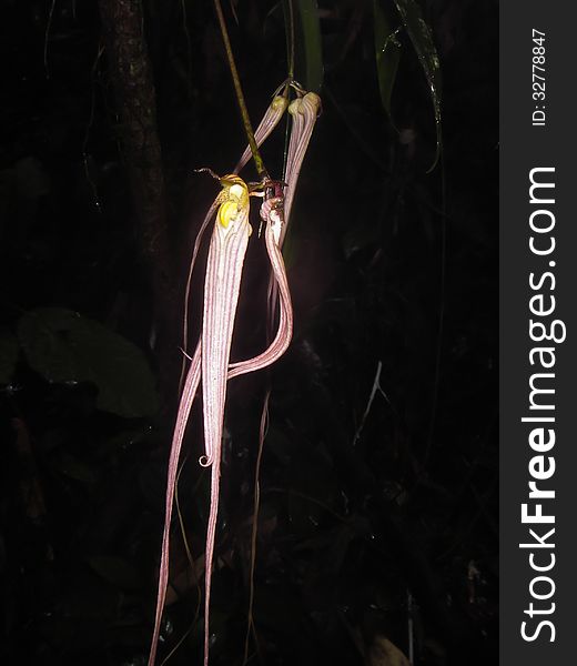 Bulbophyllum longissimum Rare species wild orchids in forest of Thailand, This was shoot in the wild nature