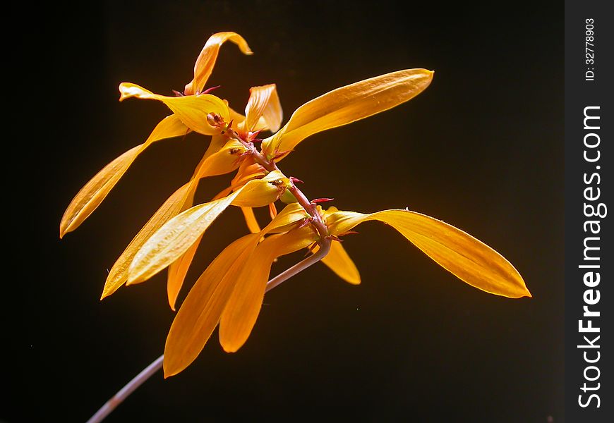 Bulbophyllum kanburiense Rare species wild orchids in forest of Thailand, This was shoot in the wild nature