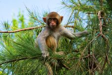Monkey On The Pine-tree Stock Photography