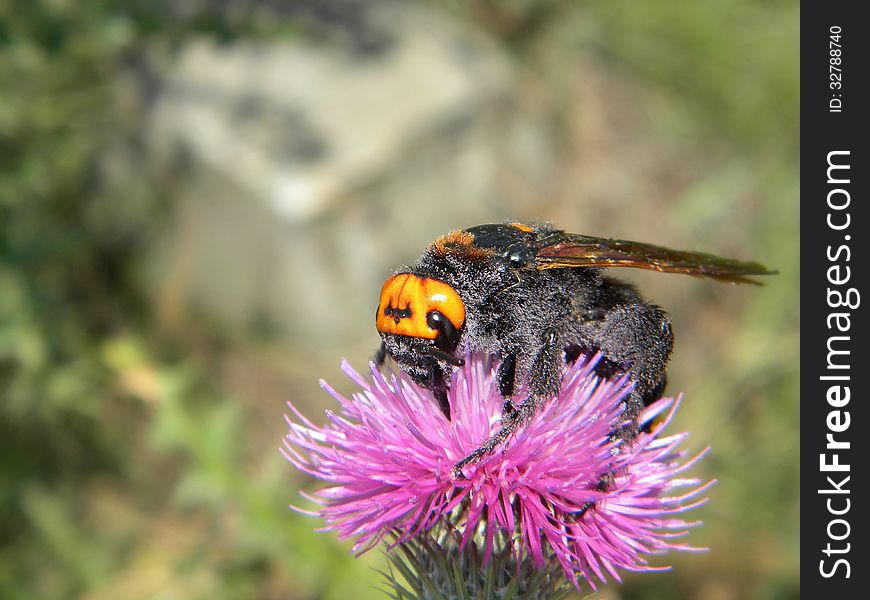 A mammoth wasp on a wild flower. A mammoth wasp on a wild flower