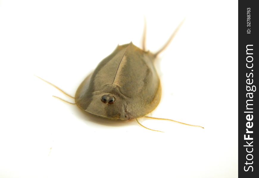 A tadpole shrimp on white