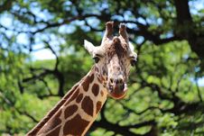 Giraffe Stock Images Giraffe Stock Images