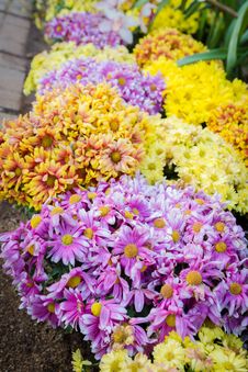 Variety Color Of Chrysanthemum Royalty Free Stock Photography Variety Color Of Chrysanthemum Royalty Free Stock Photography