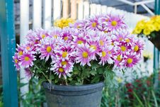 Bouquet Of Purple White Chrysanthemum Royalty Free Stock Photo