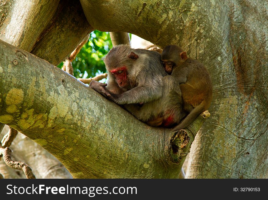 Sleeping Monkeys on the tree, Monkey island, Nha Trang, Vietnam