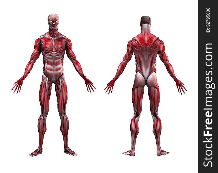 Male Musculature Anatomy