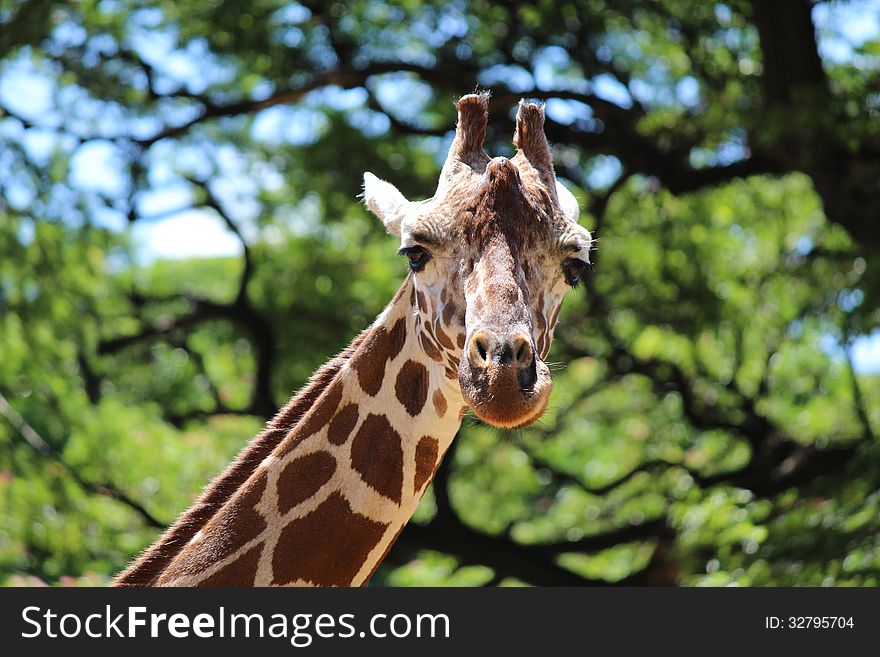 Giraffe portrait against trees