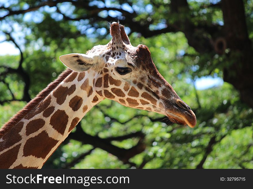Giraffe portrait against trees and sky