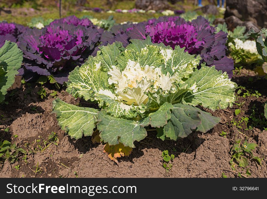 Green And Violet Cabbage Plantation