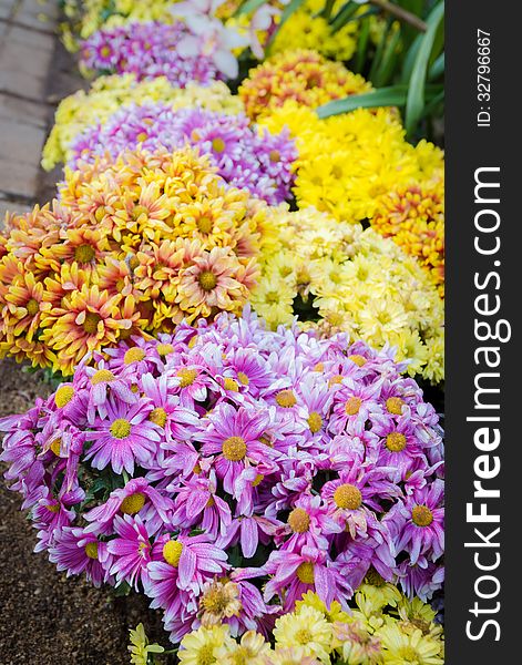 Variety color of Chrysanthemum in flower pots