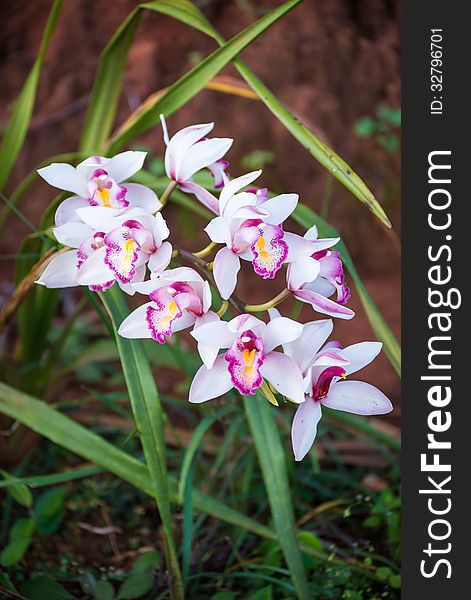 Bouquet Of White Purple Orchids